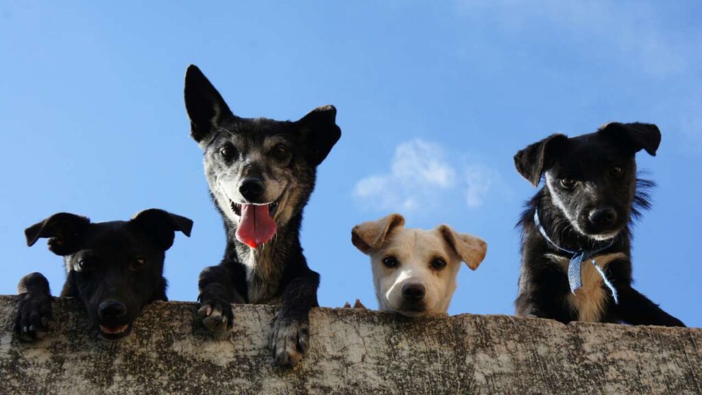 registro de mascotas en Cancún 2024