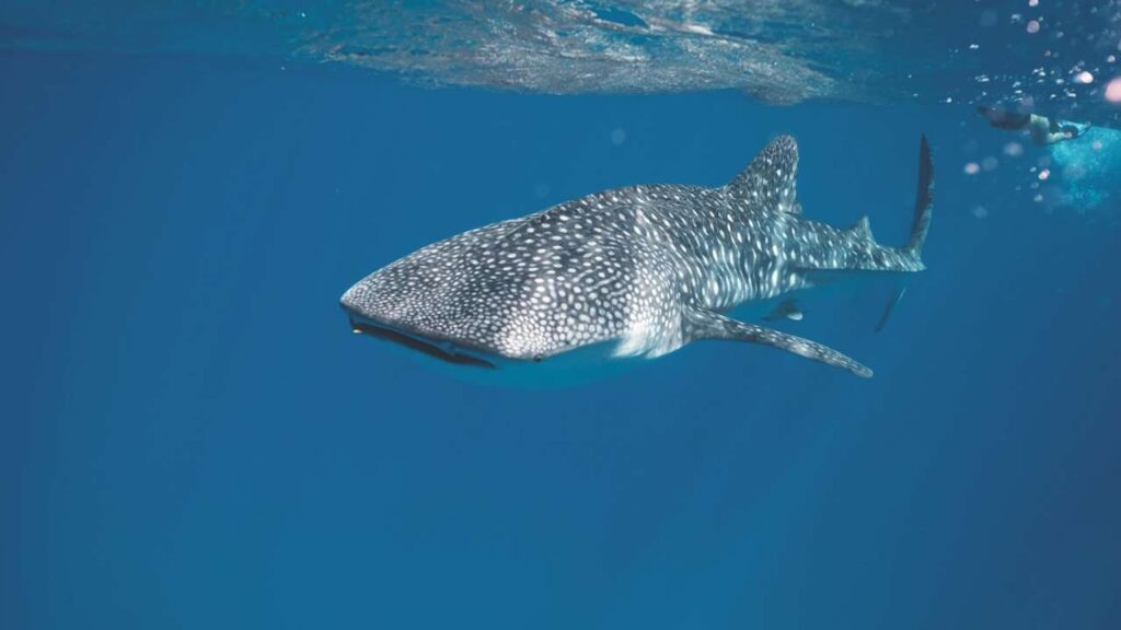tours tiburon ballena en Isla Mujeres