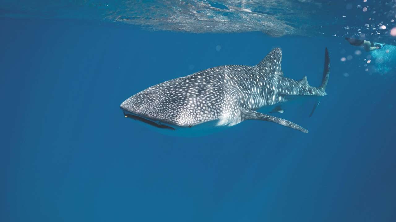 tours tiburon ballena en Isla Mujeres