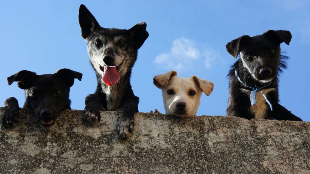 campana-gratuita-de-esterilizacion-en-Tulum