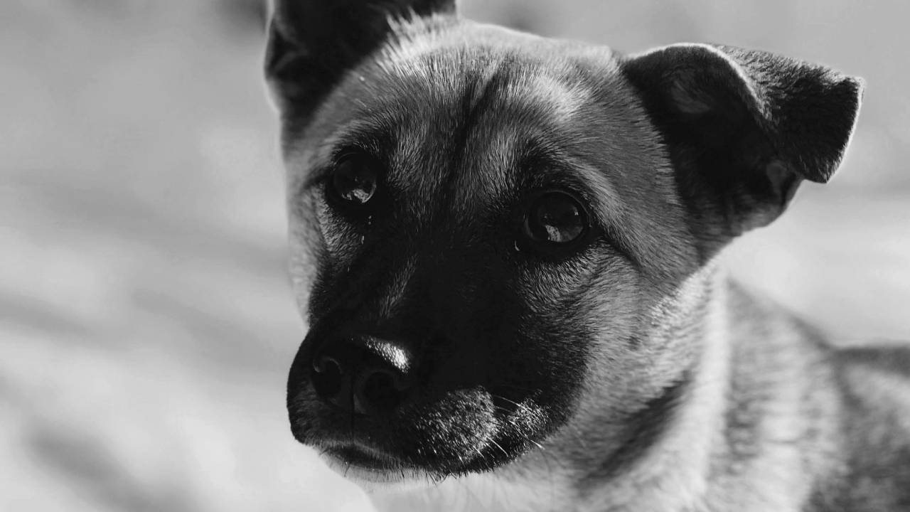 abuso sexualmente de una perrita en Playa del Carmen