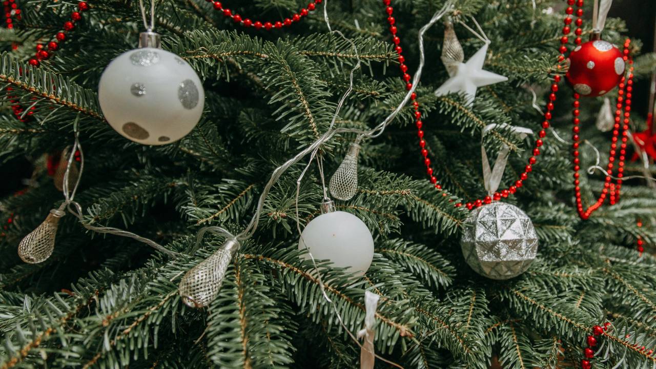 Árboles navideños naturales cuestan hasta 2,000 pesos en Cancún