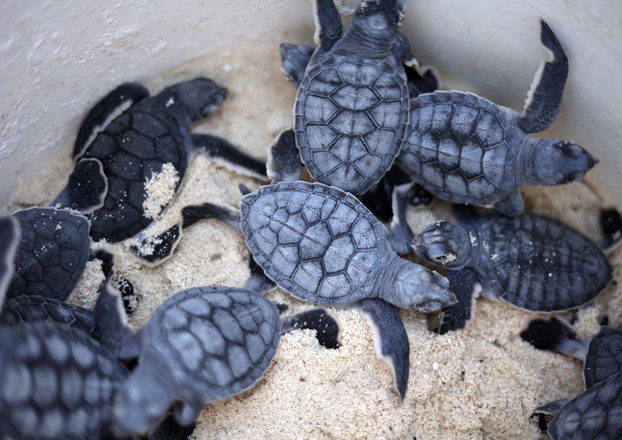 Cancún protege casi un millón de huevos de tortugas marinas en 2024