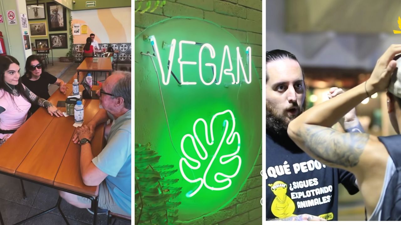 Veeleaf: el movimiento vegano que promueve conciencia en Playa del Carmen