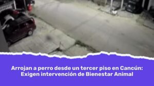 Arrojan a perro desde un tercer piso en Cancún