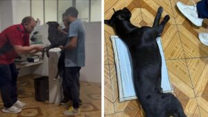 Azabache fuera de peligro