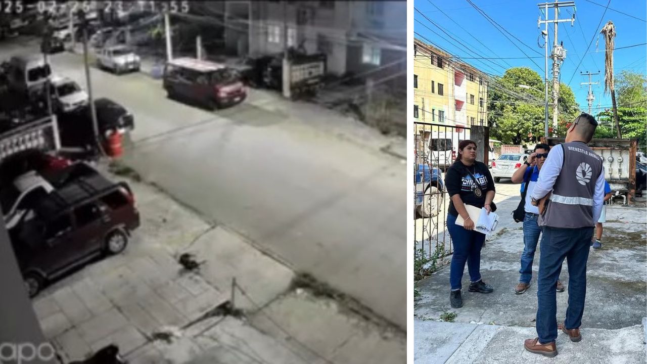 FGE, sin detenidos tras maltrato animal en Cancún; ciudadanos convocan marcha