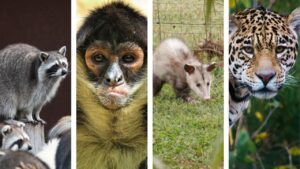 animal silvestre en Quintana Roo