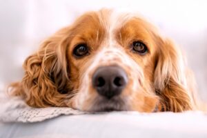 Impulsan reforma contra el maltrato animal y habilitan tres mesas de denuncia