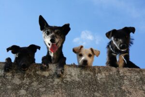 Rickettsiosis: Síntomas y cómo prevenir esta enfermedad
