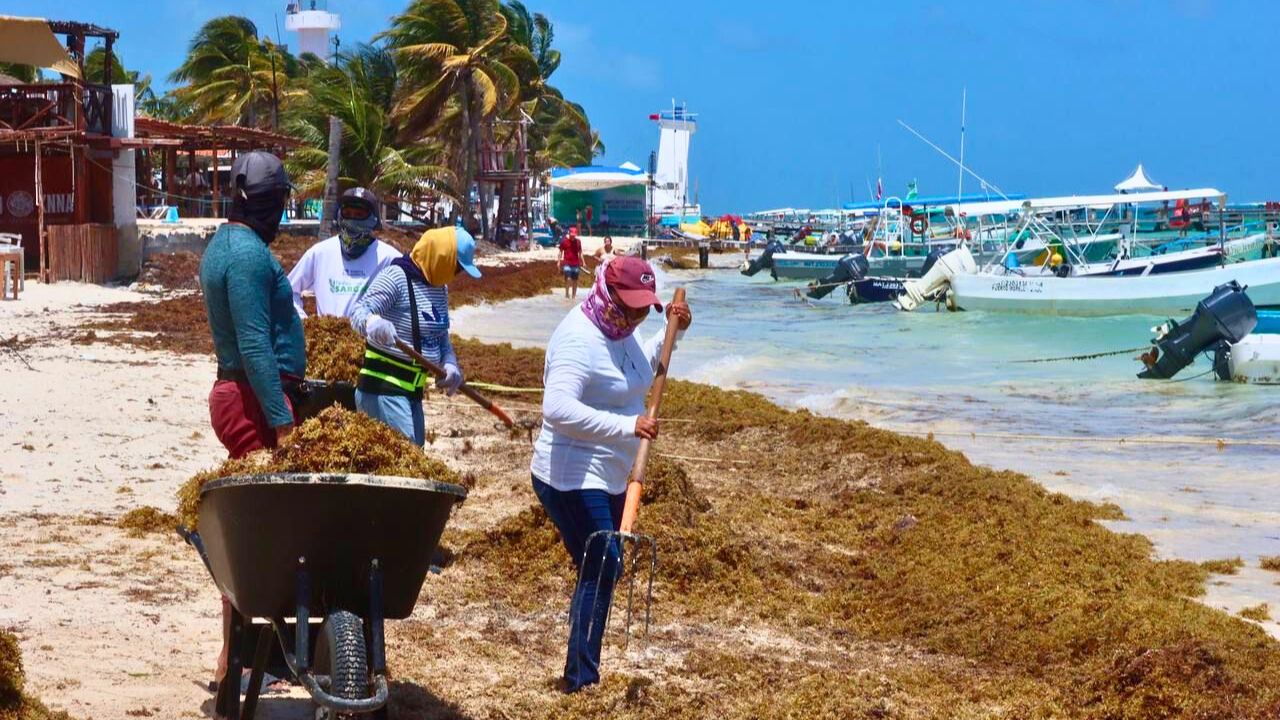 Puerto Morelos intensifica limpieza de sargazo en playas: 632 toneladas retiradas en marzo