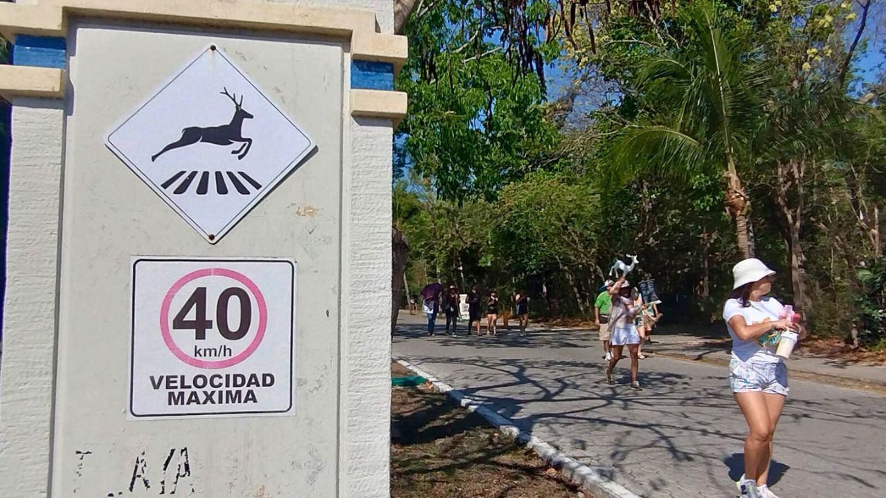"No más destrucción": marchan en Playacar por muerte de venados. Foto: Yolanda Aldana