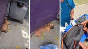 Rescatan a perrito herido con machete en Cancún: lo atienden en clínica CAP