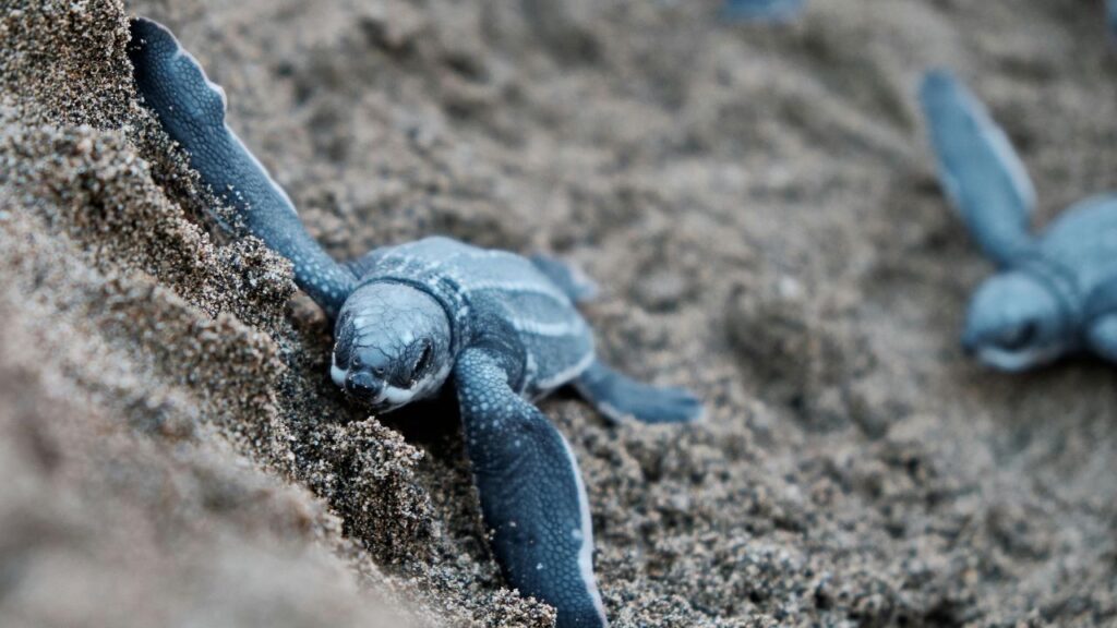 Piden ampliar protección de Xcacel-Xcacelito: selva, jaguares y tortugas están en riesgo, advierten