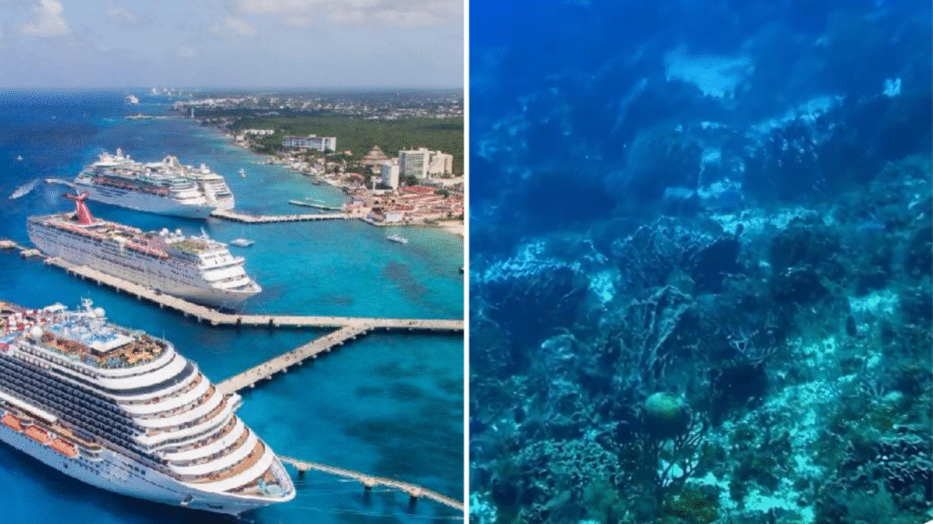 Escándalo en Cozumel: ocultan arrecife lleno de vida para construir muelle de cruceros