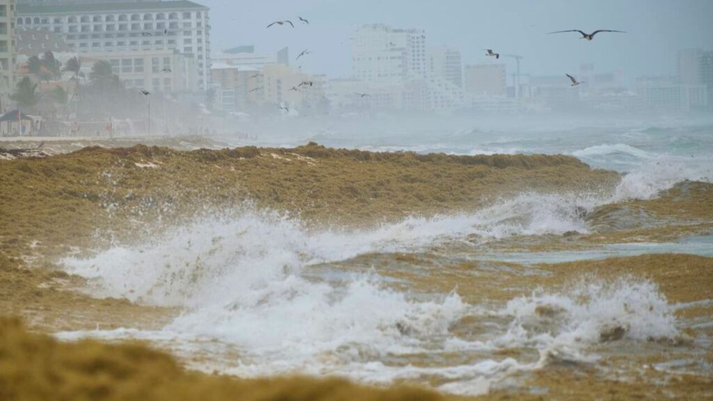 Gobierno de Cancún ordena equipo especializado para proteger a sargaceros
