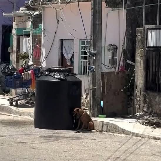 Denuncian maltrato animal en Playa del Carmen y capturan al agresor (📸: Redes sociales)