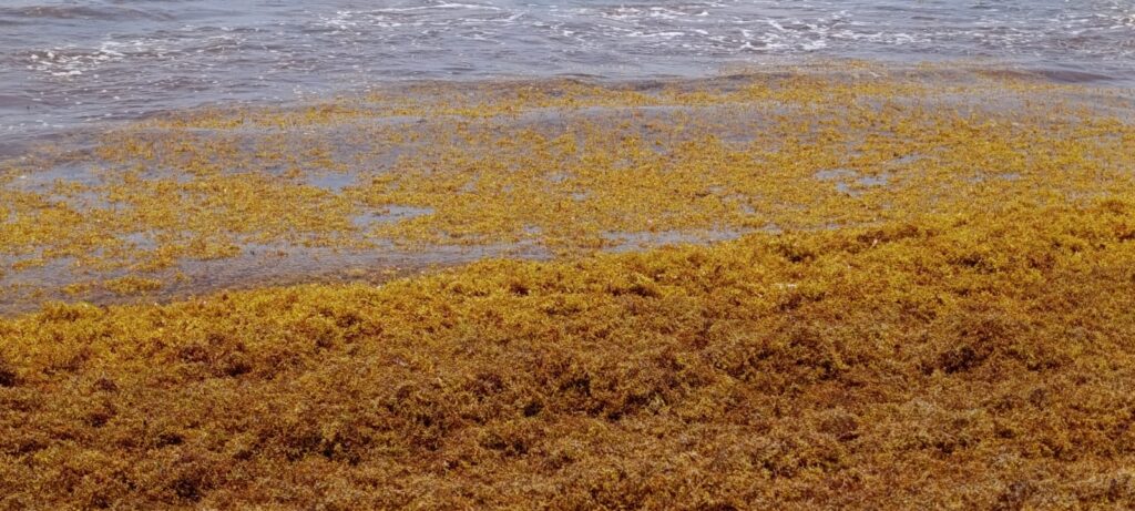 Autoridades gestionan barrera anti sargazo en Tulum de manera permanente ante recale de la macroalga.