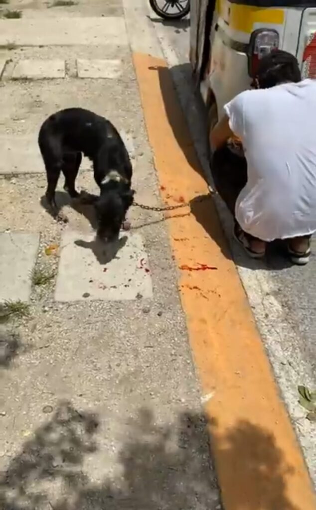 Denuncian maltrato animal en Playa del Carmen y capturan al agresor (📸: Redes sociales)