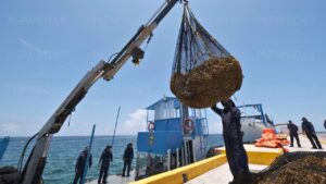 La SEMAR aumentará flotilla de barcos para la recolección de sargazo en el mar del Caribe Mexicano