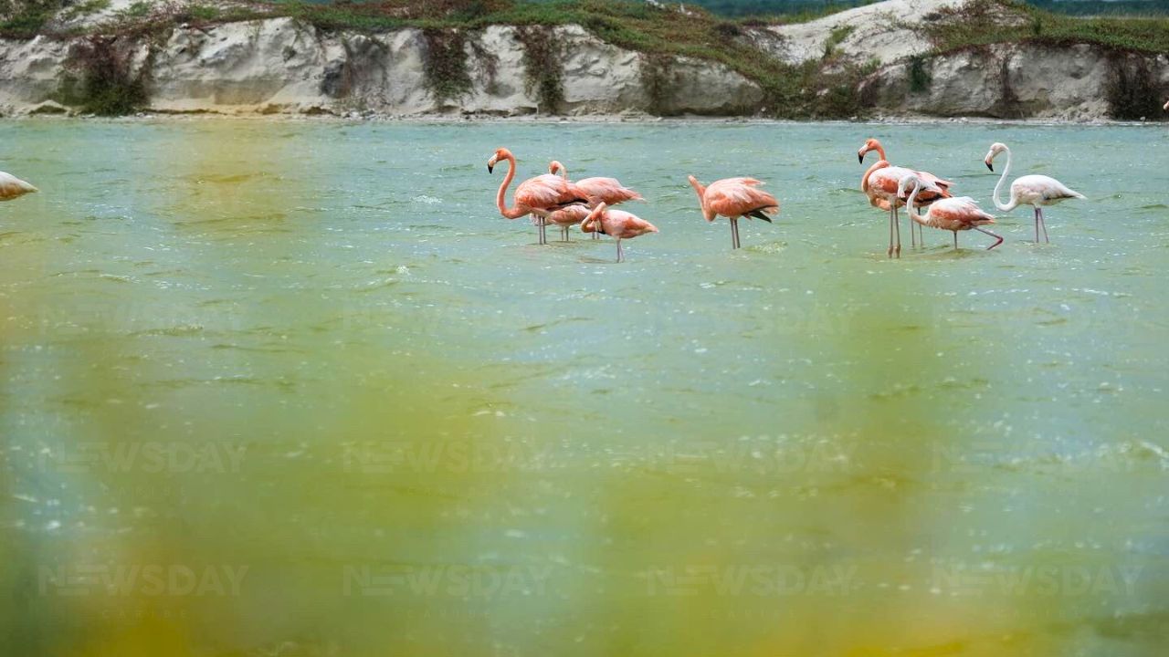 Cambio climático y humanos, principales amenazas del Flamenco Rosado del Caribe que anida en Yucatán. Foto: Paola Chiomante