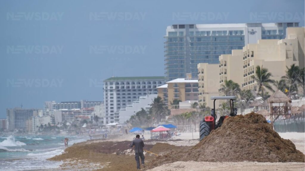 Quintana Roo logra avances sobre manejo del sargazo; sin embargo, persisten las dudas. 📸 Paola Chiomante