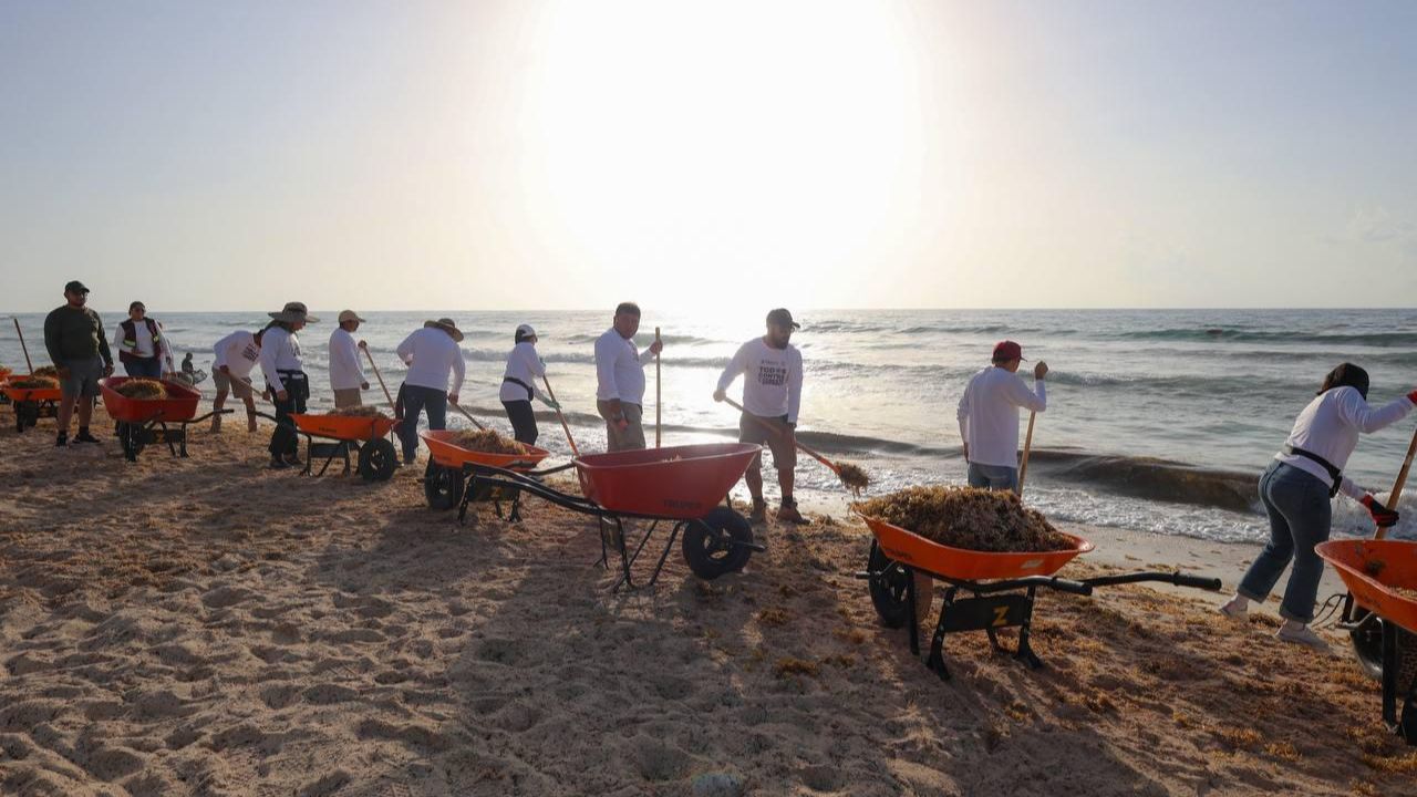 Más de 400 servidores públicos participan en jornada de limpieza de sargazo en playas de Cancún