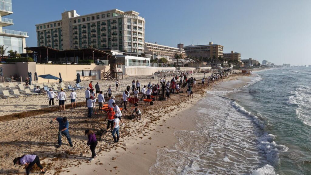 Más de 400 servidores públicos participan en jornada de limpieza de sargazo en playas de Cancún