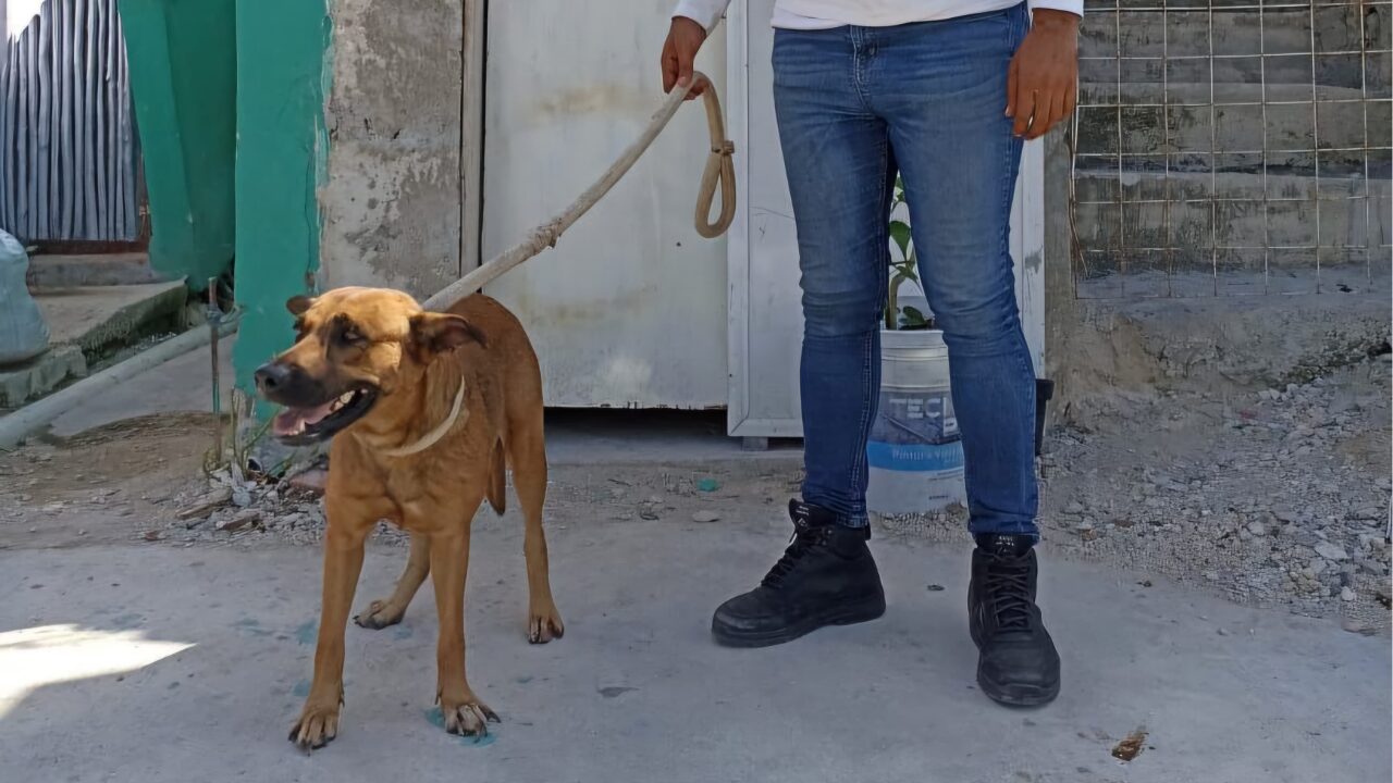 Denuncian maltrato animal en Playa del Carmen y capturan al agresor