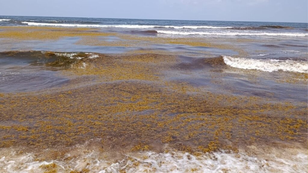 Autoridades gestionan barrera anti sargazo en Tulum de manera permanente ante recale de la macroalga.