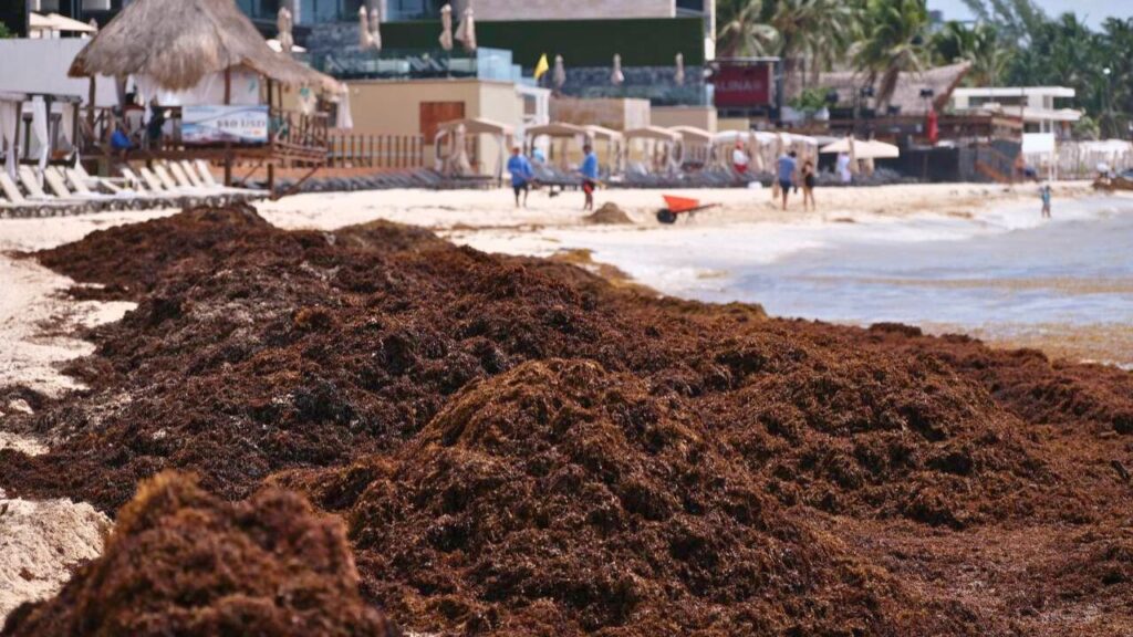 Afina Quintana Roo Centro de Saneamiento y Economía Circular para el Sargazo