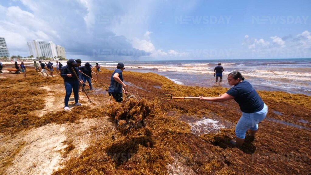 Sorprende arribo masivo de sargazo en 2 playas de Cancún; anuncian plataforma sobre condiciones de los arenales. Foto: Paola Chiomante