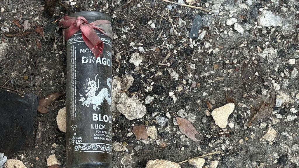 Descubren rituales de magia y cementerio de perros en manglar de Cancún. Foto: Paola Chiomante