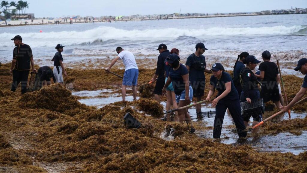 Sorprende arribo masivo de sargazo en 2 playas de Cancún; anuncian plataforma sobre condiciones de los arenales. Foto: Paola Chiomante