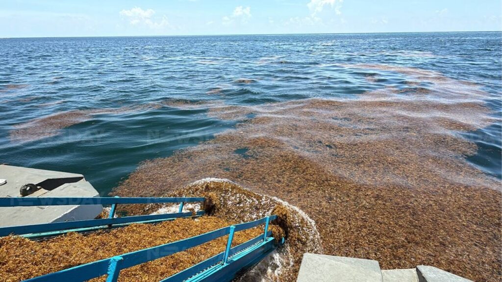 Recale masivo de sargazo en México; Mara Lezama revela que Quintana Roo retiró 44 mil toneladas de la macroalga.