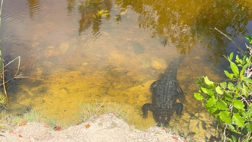Descubren rituales de magia y cementerio de perros en manglar de Cancún. Foto: Paola Chiomante