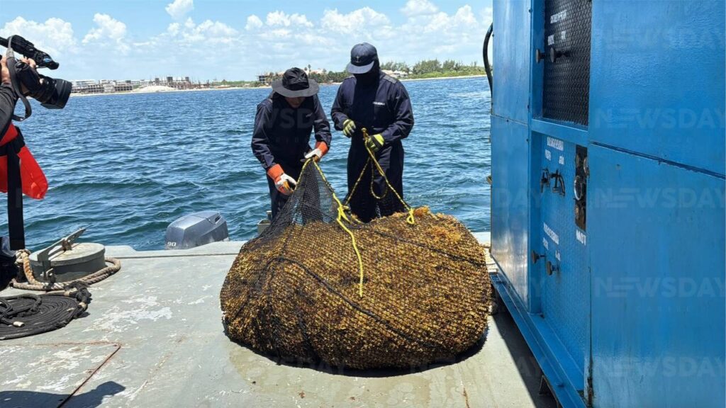 Recale masivo de sargazo en México; Mara Lezama revela que Quintana Roo retiró 44 mil toneladas de la macroalga.