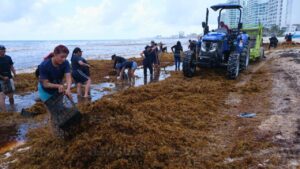 Sorprende arribo masivo de sargazo en 2 playas de Cancún; anuncian plataforma sobre condiciones de los arenales. Foto: Paola Chiomante
