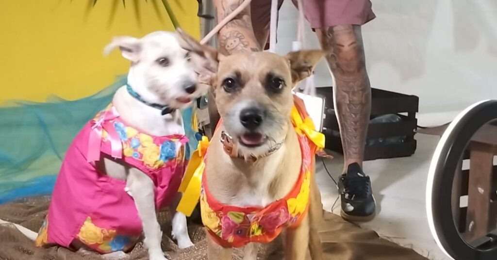 Celebran el 'Dog Beach Festival' en Playa del Carmen con un éxito sin precedentes.