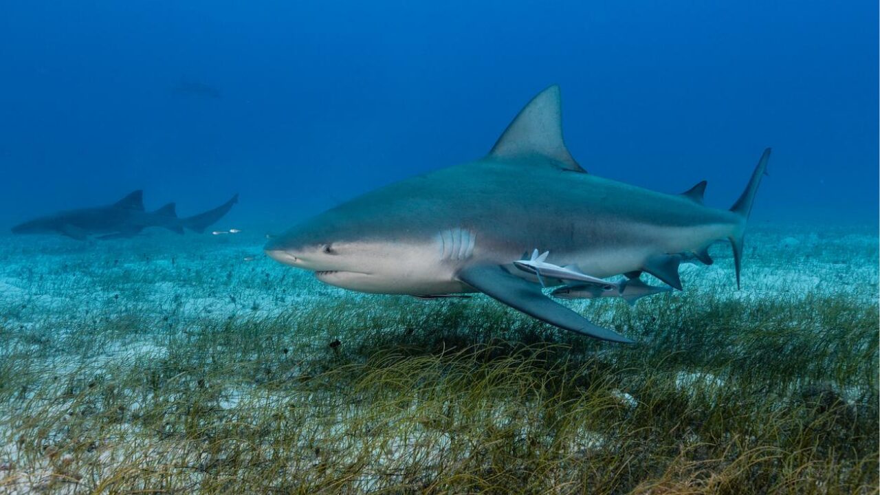 Avanzan en la creación del Museo del Tiburón Toro en Playa del Carmen.