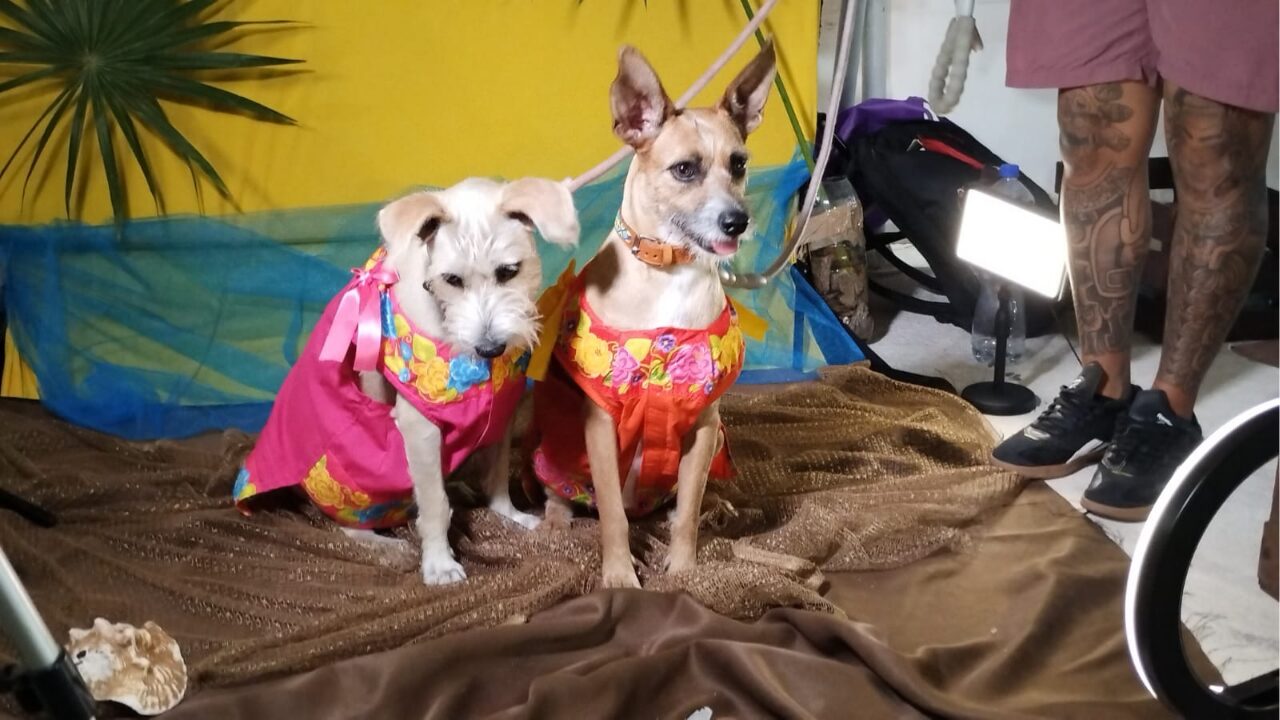 Celebran el 'Dog Beach Festival' en Playa del Carmen con un éxito sin precedentes.