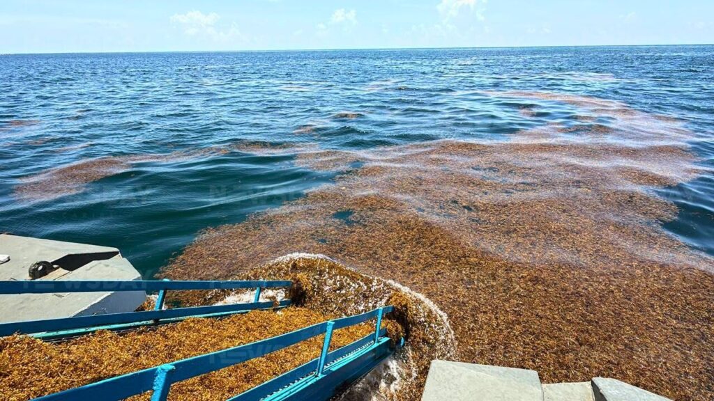 Gobierno mexicano incluye sargazo del Caribe en Carta Nacional Pesquera: AHRM respalda decisión.
