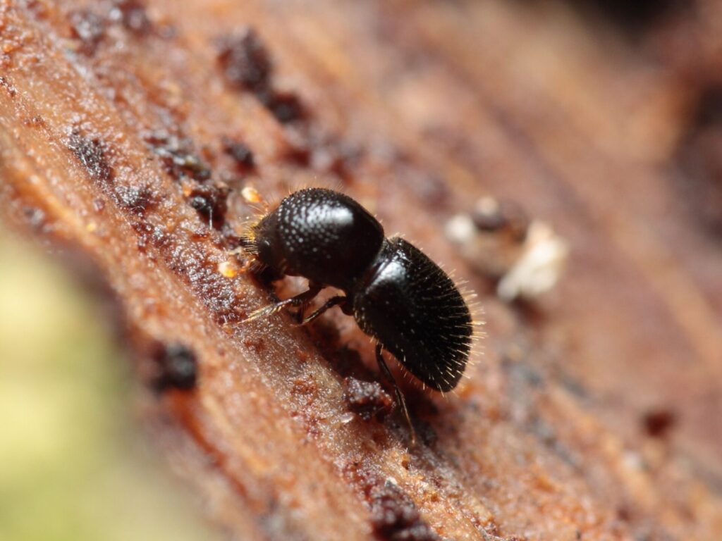 plaga de escarabajo barrenador