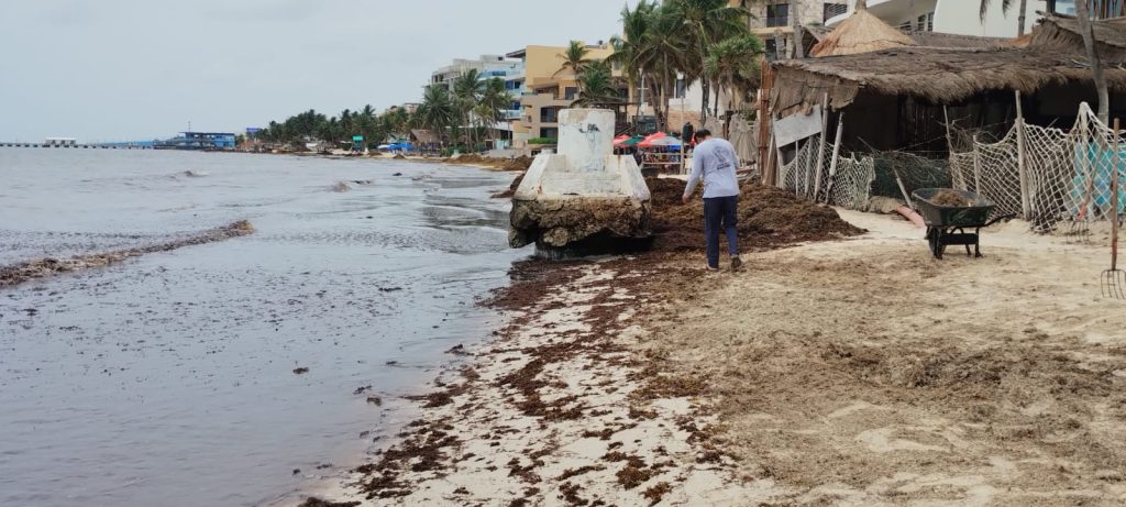 Coparmex propone mesa permanente de tres niveles de gobierno para combatir el sargazo en las playas de Quintana Roo.