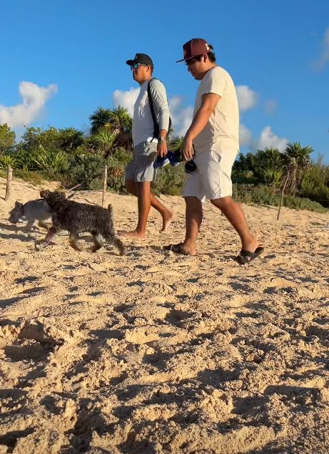 Comunidad pet friendly protege crías de tortugas marinas en Playa del Carmen.