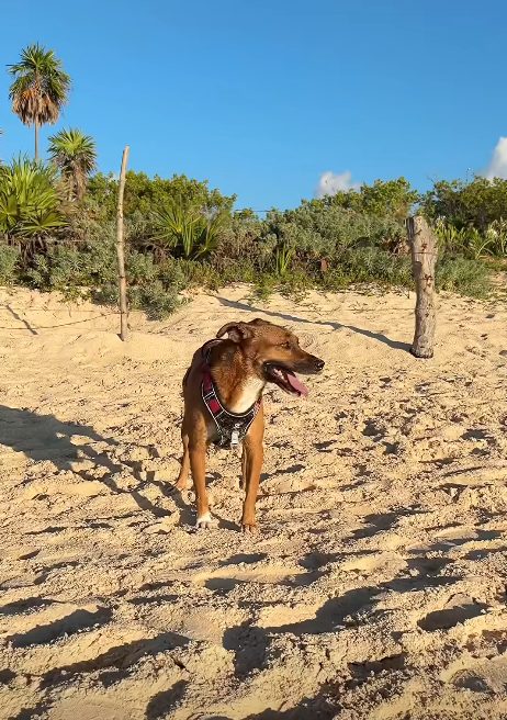 Comunidad pet friendly protege crías de tortugas marinas en Playa del Carmen.