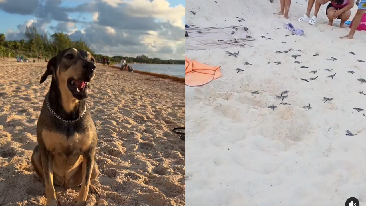 Comunidad pet friendly protege crías de tortugas marinas en Playa del Carmen.