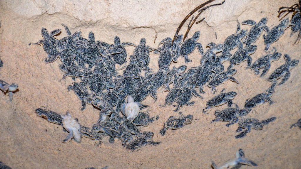 Temporada de anidación 2025 ha resultado excepcional para la conservación de tortugas marinas en Cozumel.