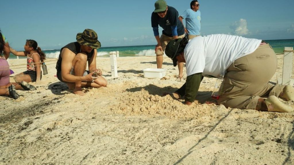 Eco-Bahía lidera el Festival de la Tortuga Marina Tulum 2025 con dinámicas educativas innovadoras.
