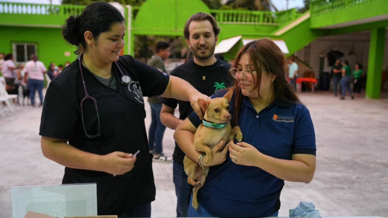 Microchips gratis para perros y gatos buscan reducir el abandono de mascotas en Playa del Carmen mediante el registro de animales.